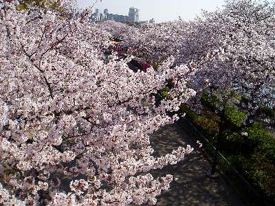 大川の桜 1