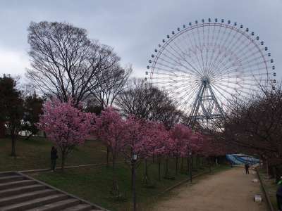 天保山公園の陽光桜